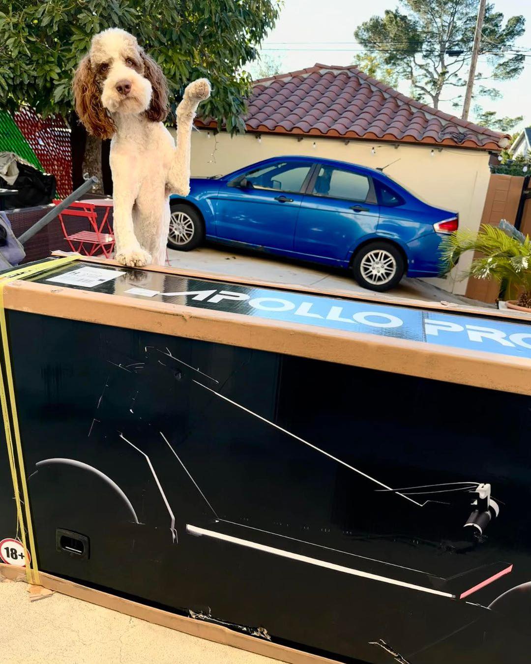 Dog with Apollo Scooter - Image shared by a member of the Apollo community
